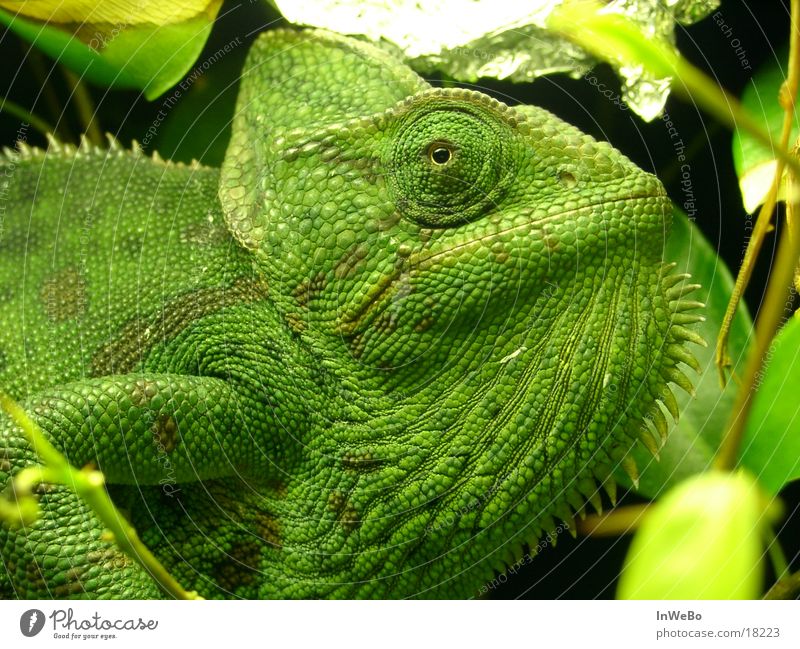 Chameleo Calyptratus Reptiles Chameleon Green Close-up Eyes