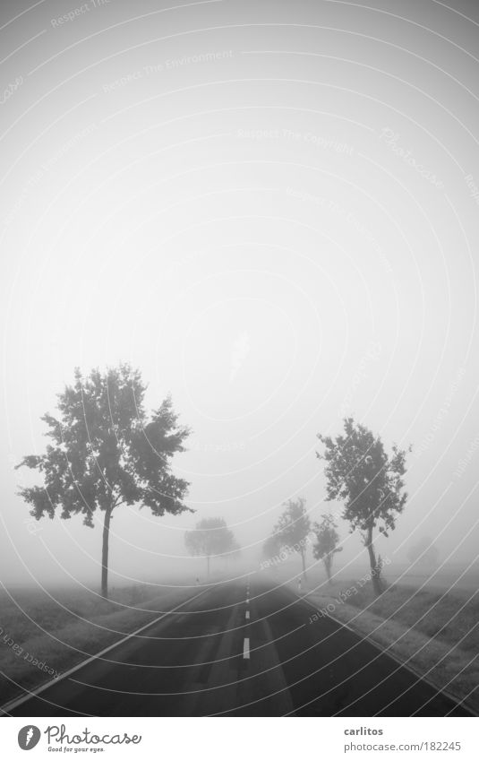 Journey into nothingness Black & white photo Copy Space top Neutral Background Dawn Shallow depth of field Wide angle Landscape Autumn Fog Tree Deserted Street