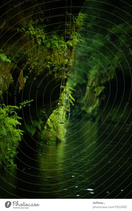 Rope ladder from a rock in a gorge clammy Rock Canyon River Nature Landscape Brook Rocky gorge Bohemian Switzerland Czech Republic Elbsandstone mountains Dark