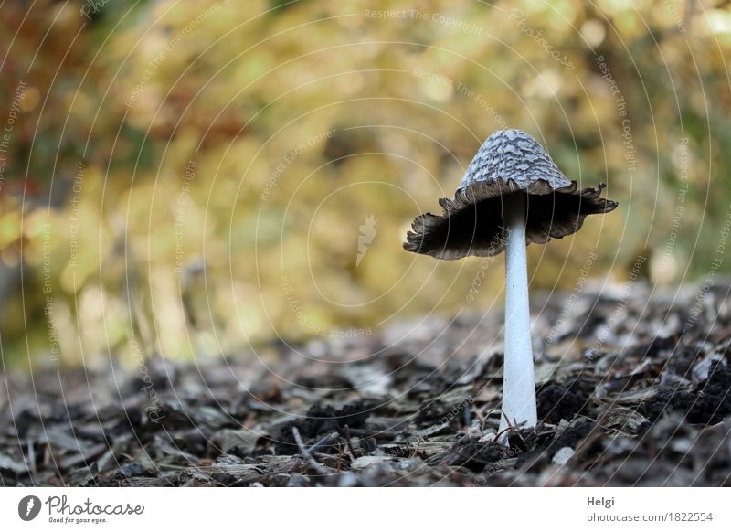 Coprinus comatus... Environment Nature Autumn Beautiful weather Park Stand Growth Authentic Exceptional Uniqueness Small Natural Brown Yellow Gray White