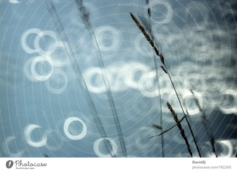 Elbe Colour photo Exterior shot Detail Deserted Day Light Reflection Light (Natural Phenomenon) Sunlight Sunbeam Back-light Blur Shallow depth of field