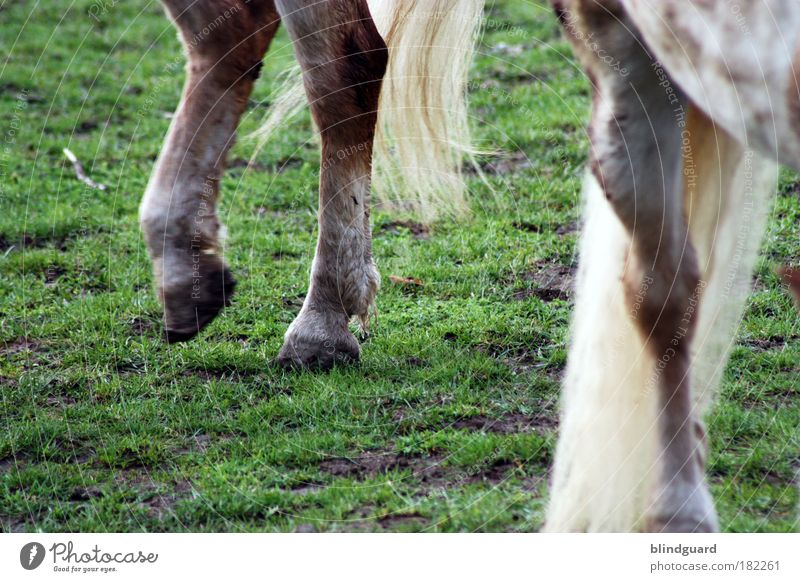 legs Colour photo Exterior shot Detail Deserted Copy Space left Copy Space bottom Day Ride Meadow Farm animal Horse 2 Animal Animal family Going Walking Brown