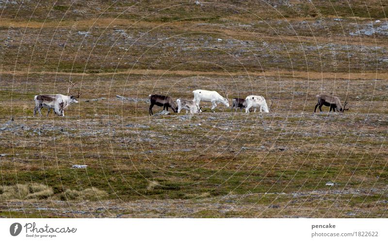 frugally Nature Landscape Elements Earth Autumn Moss Wild animal Group of animals To feed Reindeer The North Cape Norway Fjeld Lichen White Brown Dappled