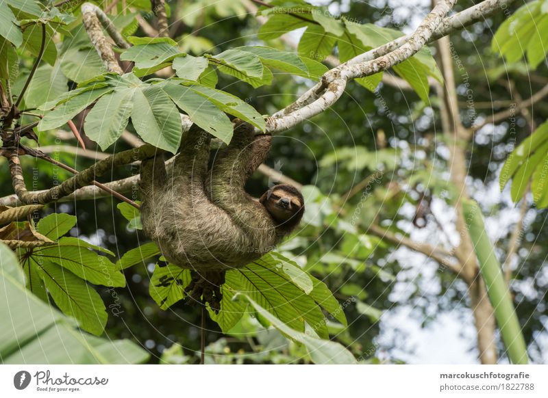 Sloth in Costa Rica 2 Nature Tree Moss Foliage plant Wild plant Virgin forest Animal Wild animal Animal face Claw Paw 1 To hold on To enjoy Hang Smiling Looking