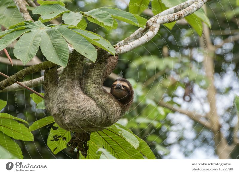 Sloth in Costa Rica 1 Nature Beautiful weather Plant Tree Moss Leaf Foliage plant Wild plant Virgin forest Animal Pelt Claw Paw To hold on To enjoy Hang Looking