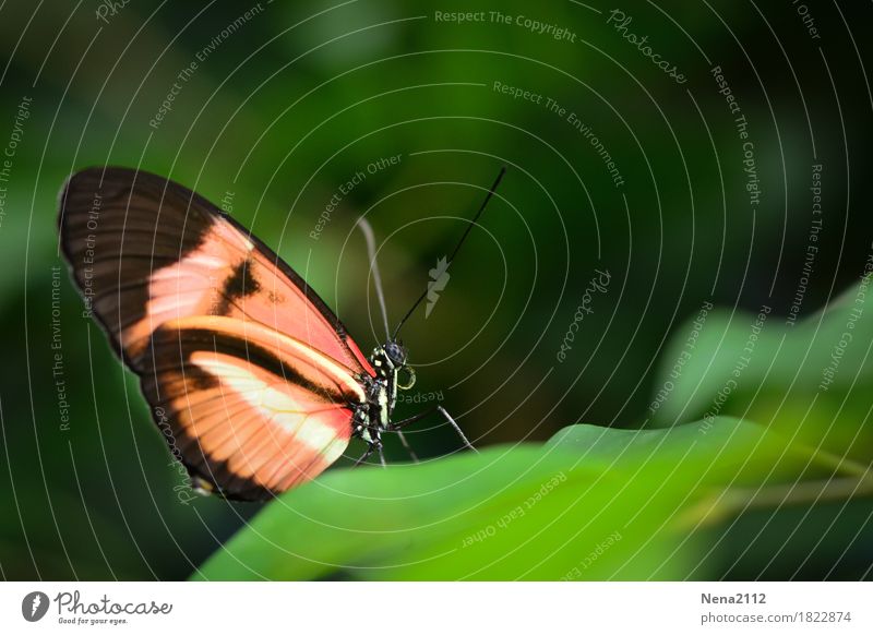 When is it spring again? Environment Nature Plant Animal Spring Summer Climate Weather Beautiful weather Leaf Butterfly 1 Green Orange Loneliness Individual