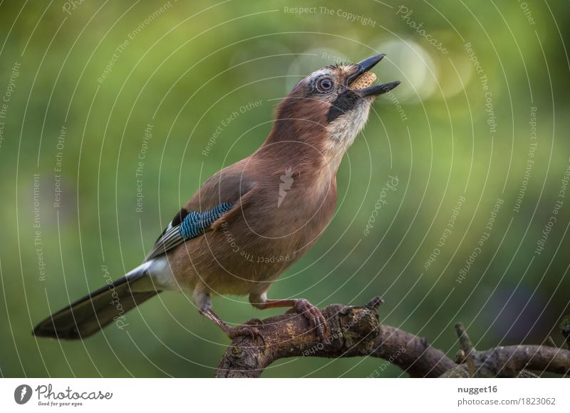 jays Environment Nature Animal Beautiful weather Plant Tree Garden Park Meadow Forest Wild animal Bird Animal face Wing Jay 1 Observe To feed Feeding Sit
