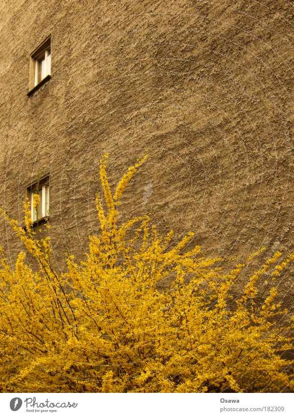 Urban Spring Wall (barrier) Fire wall House (Residential Structure) Building Plaster Wall (building) Window 2 Bushes Plant Blossom Yellow Twig Town Seasons