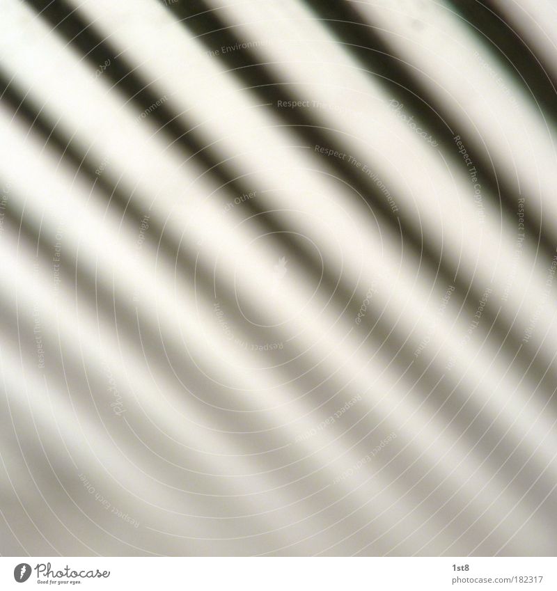 zebra Colour photo Close-up Macro (Extreme close-up) Experimental Abstract Pattern Structures and shapes Deserted Copy Space left Copy Space right