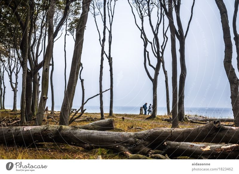 ghost forest Nature Forest Baltic Sea Contentment Joie de vivre (Vitality) Beautiful Multicoloured Exterior shot Day Contrast