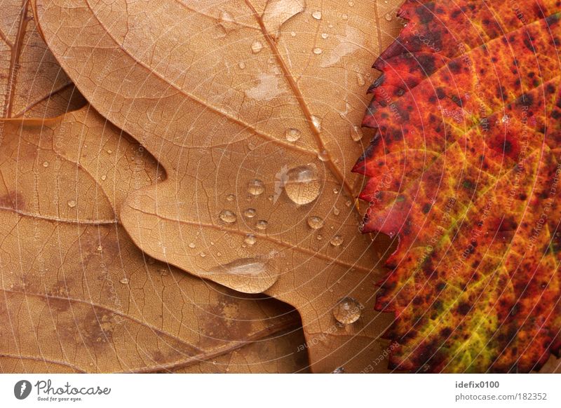 autumn foliage Colour photo Multicoloured Exterior shot Close-up Detail Macro (Extreme close-up) Deserted Copy Space left Copy Space right Nature Drops of water