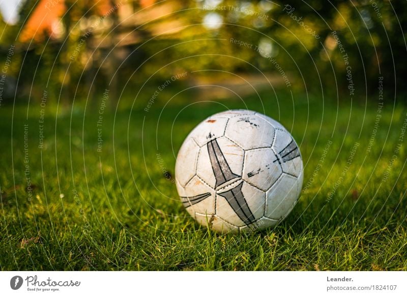 Football in the garden Athletic Fitness Sports Sports Training Foot ball Lie Playing Yellow Green Orange Adventure Soccer Garden Lawn Grass Ball World Cup EM