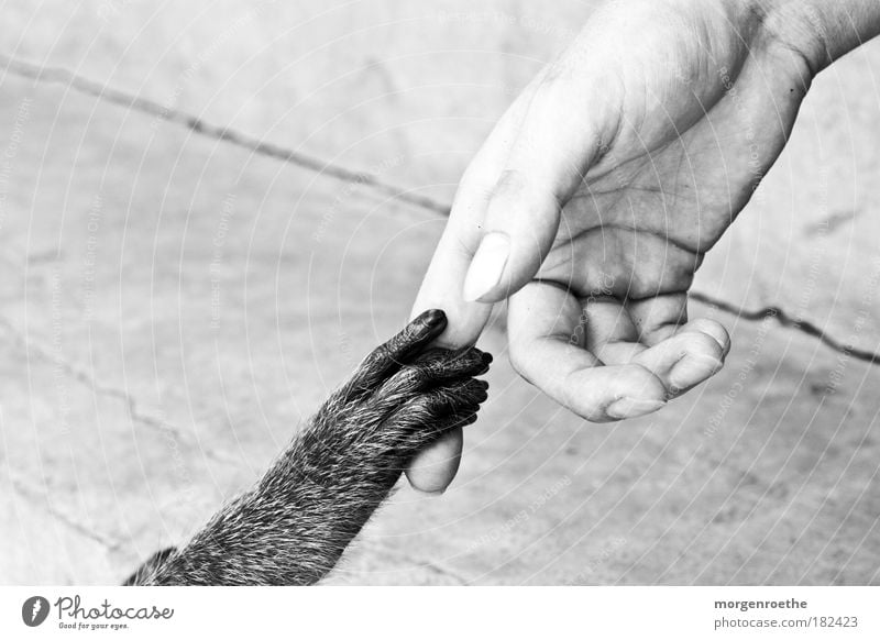 friendship Black & white photo Exterior shot Detail Contrast Shallow depth of field Human being Masculine Hand Fingers 1 Animal Paw Feeding Communicate Together
