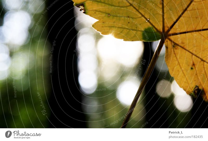 Autumn is here! Colour photo Exterior shot Macro (Extreme close-up) Pattern Contrast Shallow depth of field Tree Leaf To fall Thin Yellow Green Loneliness