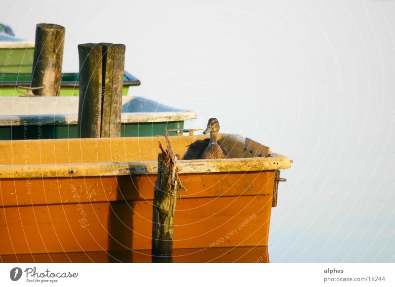 Boats 2 Watercraft Lake Pond Footbridge Summer Duck