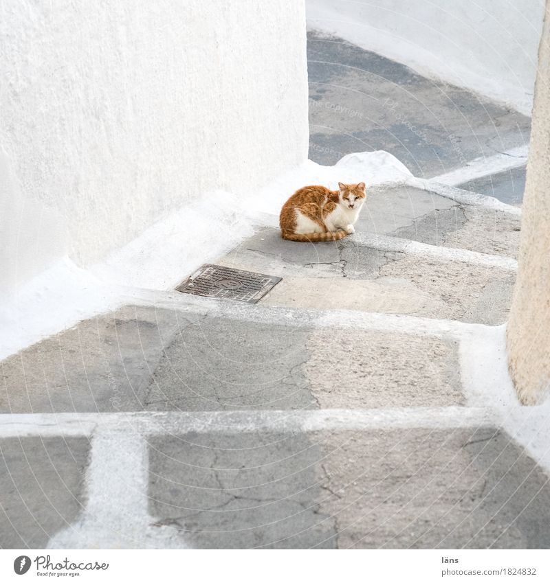 Come on Fira Old town Building Wall (barrier) Wall (building) Stairs Animal Pet Cat 1 Observe Relaxation Contentment Self-confident Serene Patient Calm Break
