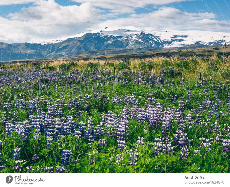 Iceland - Mýrdalsjökull Vacation & Travel Tourism Trip Adventure Far-off places Freedom Mountain Hiking Nature Landscape Plant Earth Sky Clouds Spring Summer