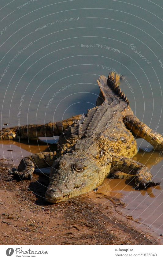 safari microcodile Hunting Vacation & Travel Adventure Safari Nature Animal Water Lakeside River bank Wild animal Scales Claw Crocodile 1 Aggression Dangerous