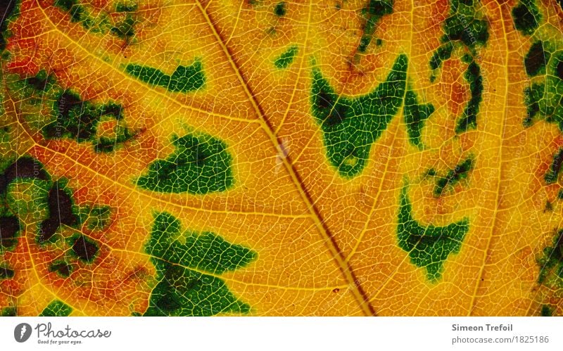 abstract landscapes Nature Plant Autumn Tree Leaf Garden Brown Yellow Green Pink Rachis Abstract Autumn leaves Autumnal Close-up Colour photo Detail