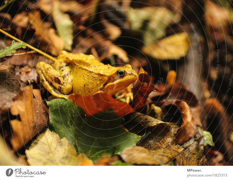 well separated Environment Nature Forest Animal Frog 1 Breathe Hideous Tree frog Autumn Leaf Multicoloured Yellow Painted frog Eyes Sit Wait Slimy Colour photo