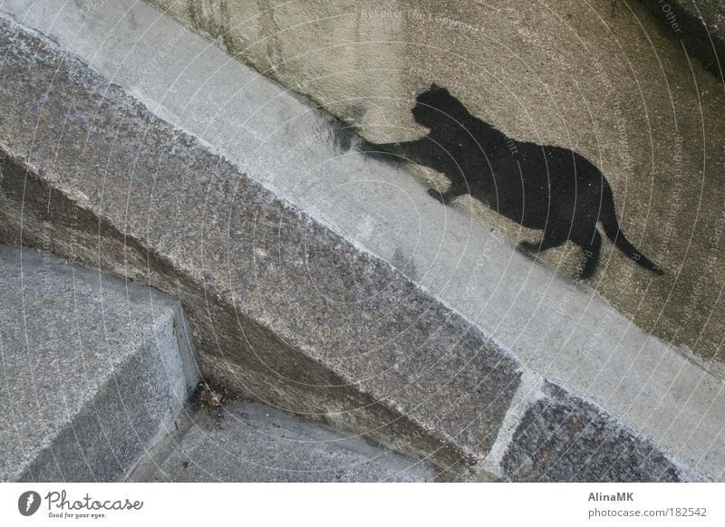 CATWALK Art Wall (barrier) Wall (building) Stairs Cat Stone Graffiti Town Gray Black Street art Stencil Creep Free-living Prowl Street cat Colour photo