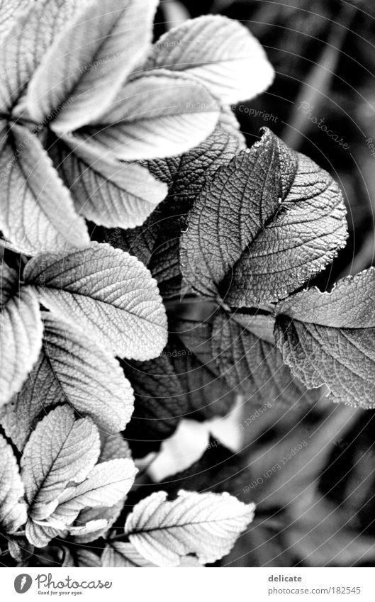 Light/Dark Black & white photo Exterior shot Detail Deserted Contrast Nature Plant Observe To dry up Growth Transience