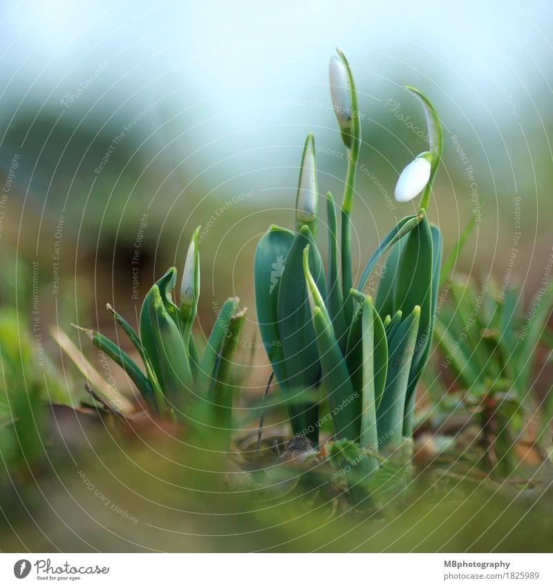 Snowdrops in spring Environment Nature Plant Earth Spring Flower Blossom Spring flower Flowering plant Garden Meadow Blossoming Growth Esthetic Thin Small