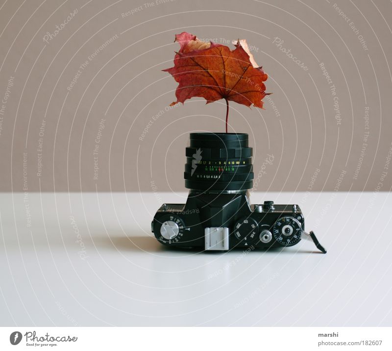 autumnal photos are the racers right now Colour photo Interior shot Neutral Background Nature Autumn Leaf Exceptional Brown Photography Analog Autumn leaves