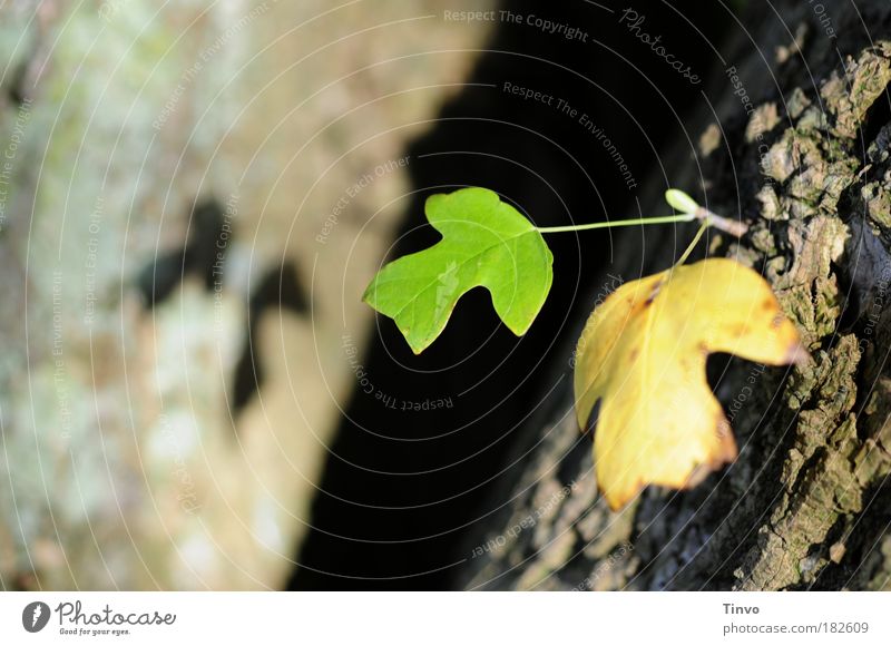 RENEWS Colour photo Close-up Morning Light Shadow Contrast Shallow depth of field Nature Autumn Tree Leaf Park Change Future Tree bark Twin offshoot