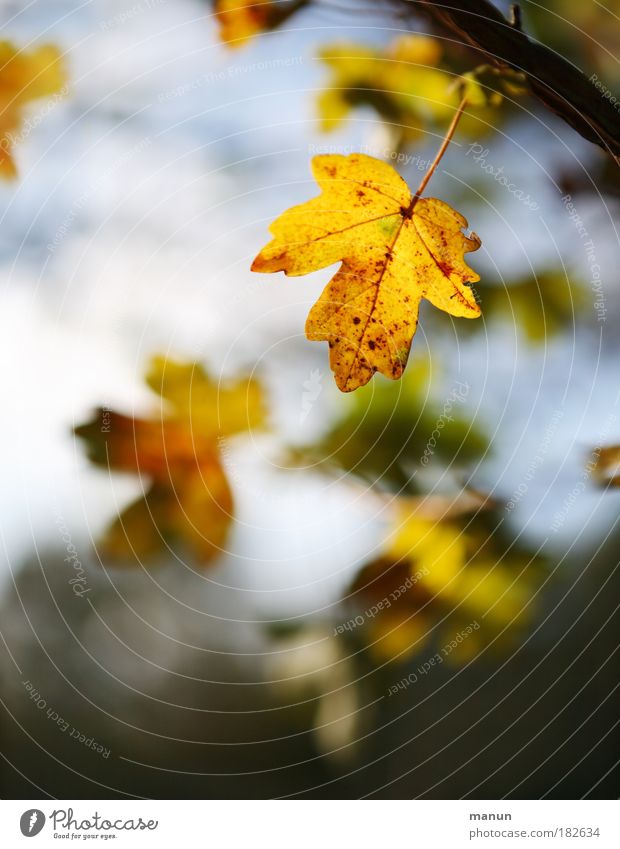 The wind blows a leaf from the tree... Colour photo Subdued colour Exterior shot Abstract Structures and shapes Copy Space top Copy Space bottom Day Light