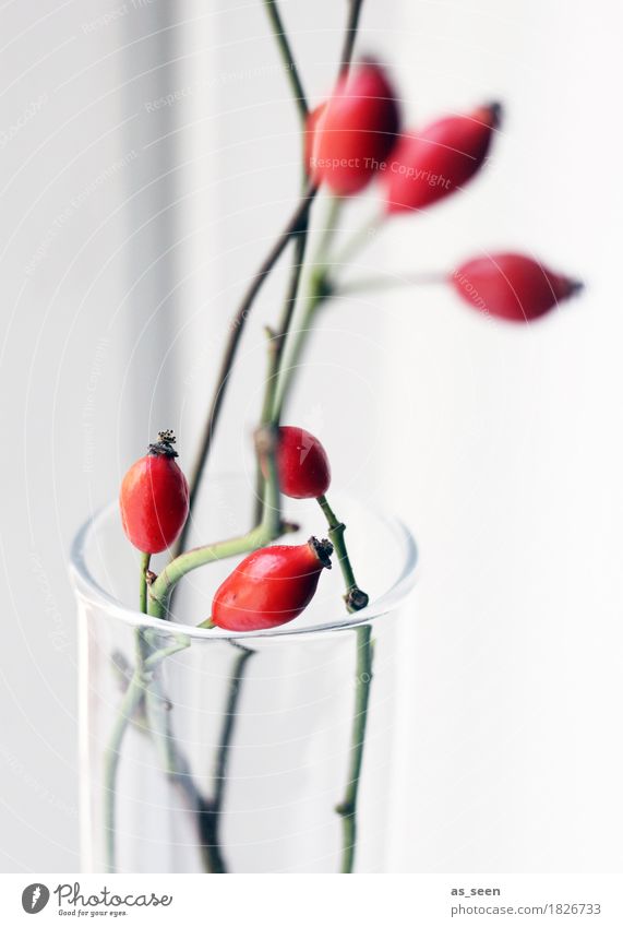 Red Rosehips Lifestyle Style Design Wellness Harmonious Decoration Thanksgiving Environment Nature Autumn Plant Rose hip Berries Branch Bouquet Glass Modern