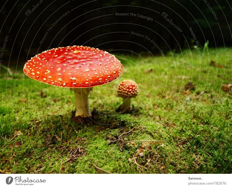 fairytale forest Colour photo Multicoloured Exterior shot Copy Space top Day Light Shadow Worm's-eye view Nature Plant Autumn Grass Moss Mushroom