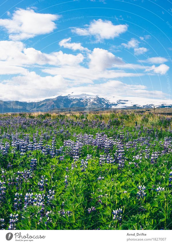 Lupine field with glacier Vacation & Travel Tourism Trip Adventure Far-off places Freedom Summer Mountain Nature Landscape Plant Sky Clouds Weather