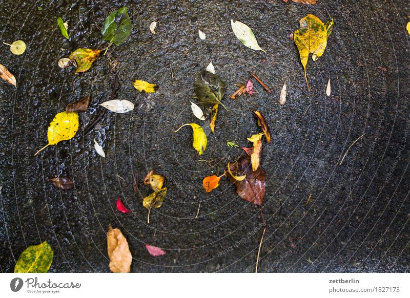 leaves Leaf Wet Autumn Asphalt Rain Rainwater Autumnal weather Autumn leaves Multicoloured Colour Cold Comfortless Copy Space Deserted Glittering