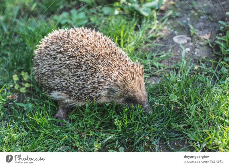 Hedgehog on green grass Summer Garden Nature Plant Animal Grass Forest Small Natural Thorny Wild Brown Green Lawn Mammal wildlife spiny Bristles defense needle