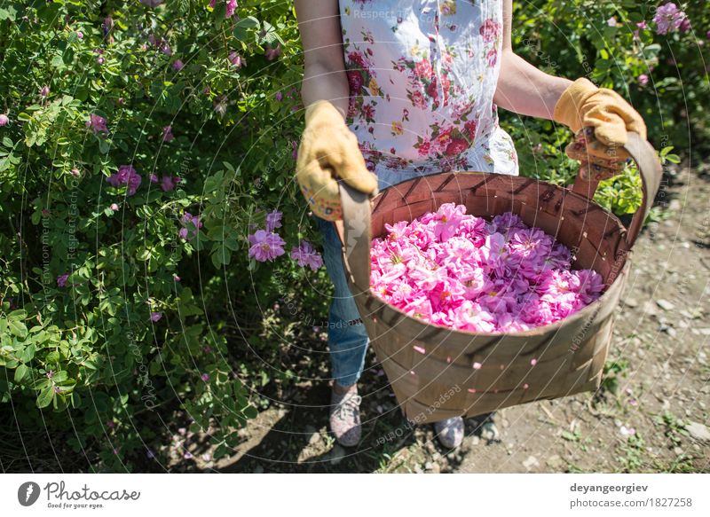 Woman picking color of oilseed roses Beautiful Skin Wellness Relaxation Garden Adults Nature Plant Flower Rose Leaf Fresh Natural Pink sack Essential plantation