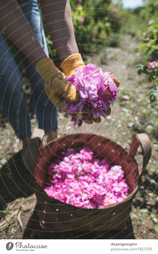Woman picking color of oilseed roses. Beautiful Skin Wellness Relaxation Garden Adults Nature Plant Flower Rose Leaf Fresh Natural Pink sack Essential