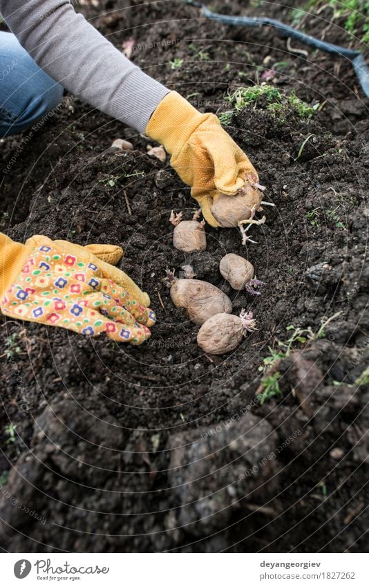 Planting potatoes in small bio garden Vegetable Garden Gardening Woman Adults Hand Nature Earth Growth Fresh Natural Potatoes seed food Organic Crate