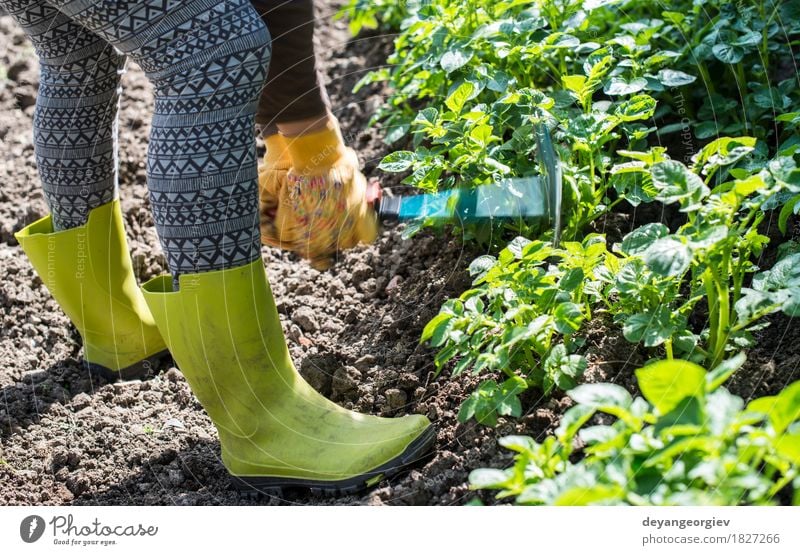 Hoeing potatoes in home garden Summer Garden Work and employment Gardening Tool Human being Man Adults Hand Plant Earth Green Potatoes Farmer agriculture Ground