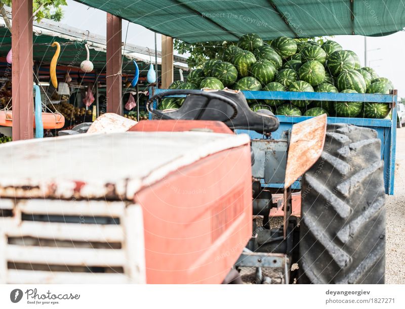 Watermelons in the trailer of a tractor Fruit Dessert Nutrition Diet Summer Nature Tractor Trailer Fresh Delicious Natural Juicy Green Red Water melon market
