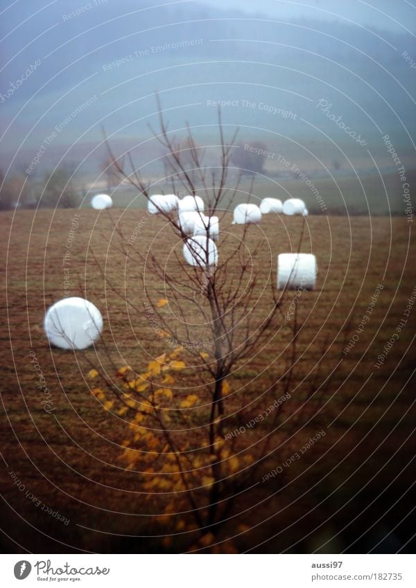 marshmallow meeting marsh mallows Meadow Straw Bale of straw winter barley Agriculture Autumn