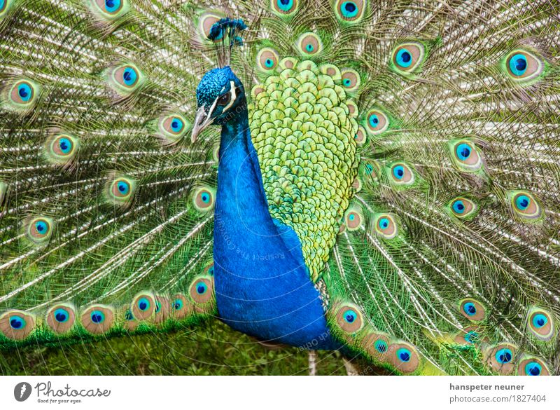 Peacock, turning a wheel Pet Bird Animal face Zoo 1 Ornament Rutting season Illuminate Love Esthetic Authentic Cool (slang) Elegant Eroticism Natural Blue Green