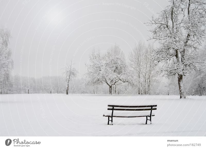 winter Senses Relaxation Calm Nature Landscape Winter Ice Frost Snow Tree Bench Park White Sadness Loneliness Cold Gloomy Fog Exterior shot Copy Space left
