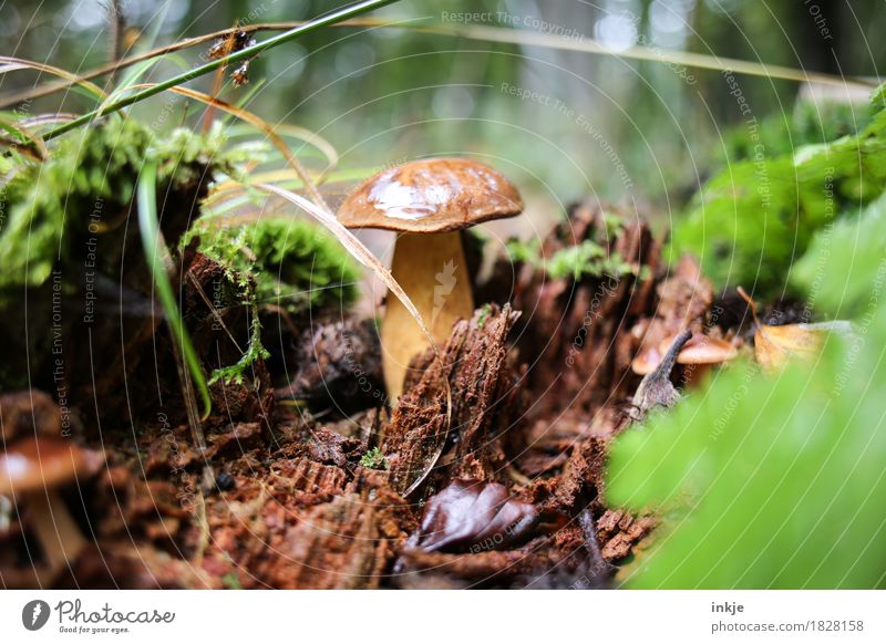 Chestnut after the rain Nature Autumn Grass Moss Woodground Forest Mushroom Cep edible mushroom Discover Stand Growth Brown Edible Colour photo Exterior shot