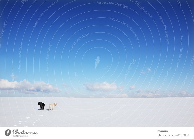 "Arctic foxes" Colour photo Exterior shot Deserted Copy Space right Copy Space top Copy Space bottom Copy Space middle Day Contrast Sunlight Deep depth of field