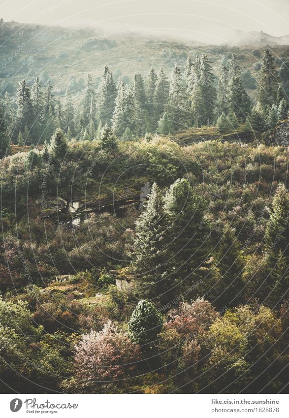 Wonderful autumn. Environment Nature Clouds Autumn Climate Weather Ice Frost Plant Tree Grass Bushes Moss Forest Hill Rock Alps Mountain Cold Slope Switzerland