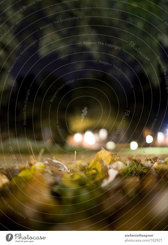 Case Framing Colour photo Exterior shot Deserted Copy Space top Copy Space bottom Night Shallow depth of field Worm's-eye view Nature Plant Autumn Leaf Park