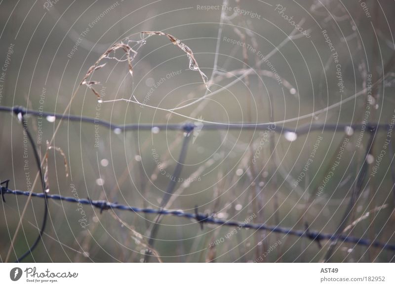 mourning wheat Exterior shot Environment Nature Landscape Drops of water Autumn Climate Bad weather Fog Plant Grass Agricultural crop Meadow Field Cold Gloomy