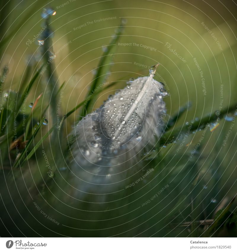 In the early morning dew, wet feather in the grass Nature Plant Drops of water Autumn Weather Grass Garden Meadow Feather Glittering Wet Yellow Gray Green White