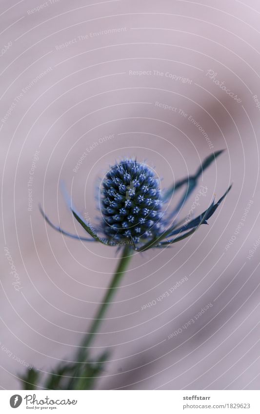 Macro of a single blue thistle Eryngium flower Plant Flower Blossom Blue Green Violet Peace "Blue purple prickly natural strong hearty sharp spiny garden
